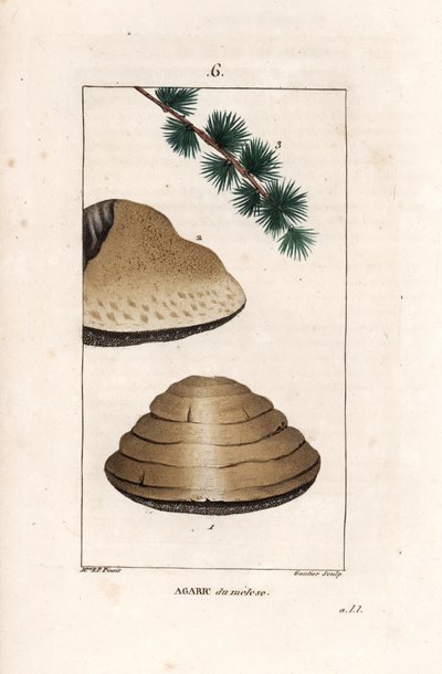 Agaric du meleze - Gautier d