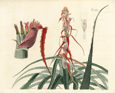 Aguava, Bromelia alsodes (ananas wąskolistny, Bromelia sylvestris). Ręcznie kolorowany miedzioryt Weddella na podstawie ilustracji botanicznej Johna Curtisa z William Curtis
