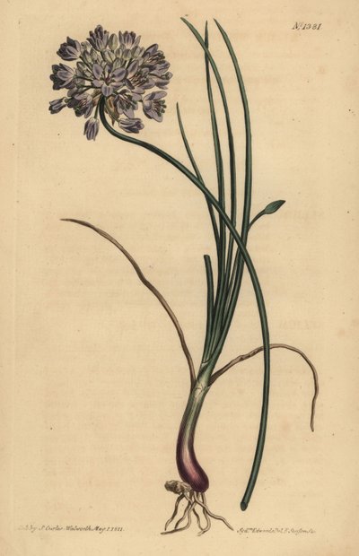 Allium stellerianum (czosnek czosnkowy) autorstwa Unbekannt