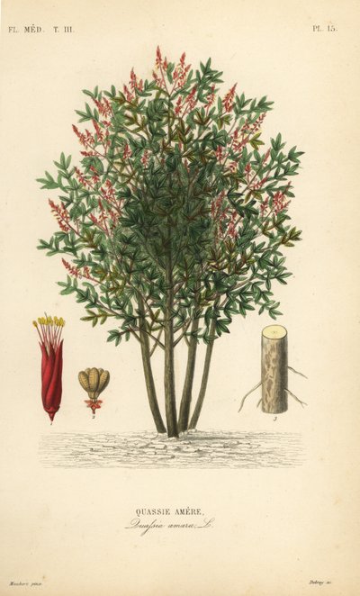 Gorzki, bitter-ash, bitter-wood lub hombre grande, Quassia amara, Quassie amere autorstwa Unbekannt