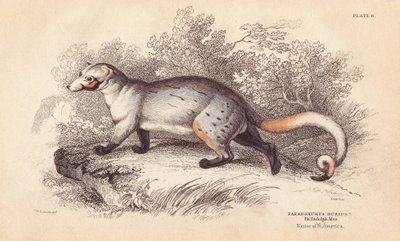 Amerykański paradoksyd, Paradoxurus dubius. Z okazu w Muzeum Filadelfijskim. Ręcznie kolorowany staloryt Lizarsa na podstawie ilustracji Charlesa Hamiltona Smitha z William Jardine