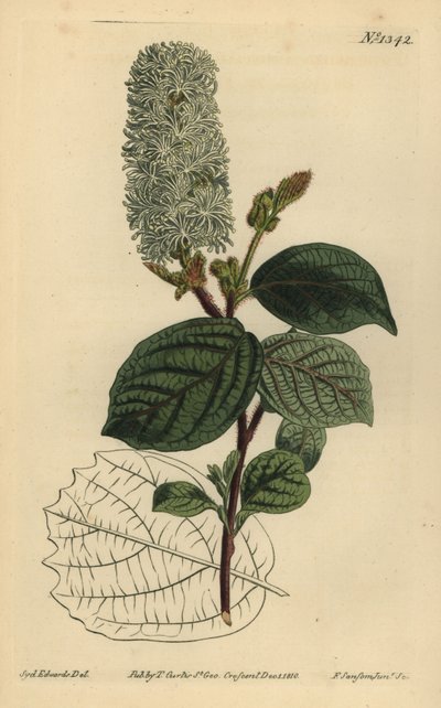 Orzechowa amerykańska, Fothergilla gardenii (fothergilla szerokolistna, Fothergilla alnifolia major) autorstwa Unbekannt