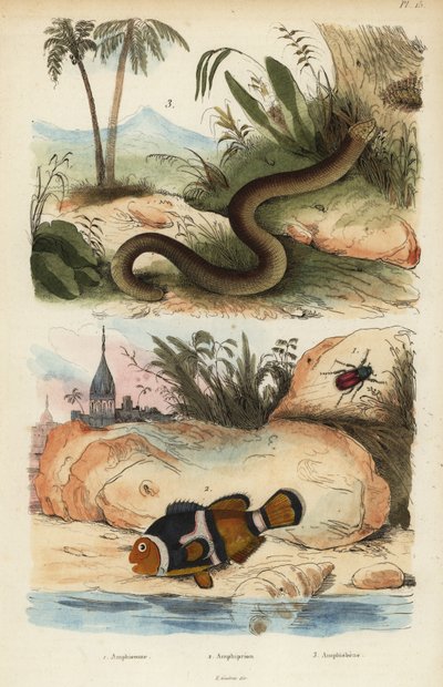 Amphicoma scullelata 1, błazenek siodłowy, Amphiprion polymnus 2 i jaszczurka biała, Amphisbaena alba 3. Amphiprion laticlavius Amphicome, Amphiprion, Amphisbene autorstwa Unbekannt