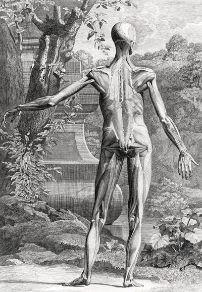 Ilustracja anatomiczna autorstwa Unbekannter Künstler