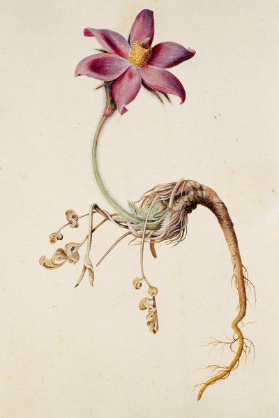 Anemone pulsatilla/Anenome pulsaille autorstwa Unbekannt
