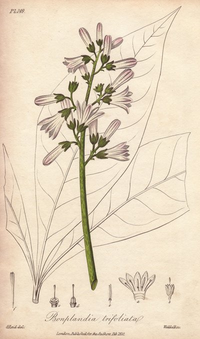 Drzewo angostury, Angostura trifoliata autorstwa Unbekannter Künstler