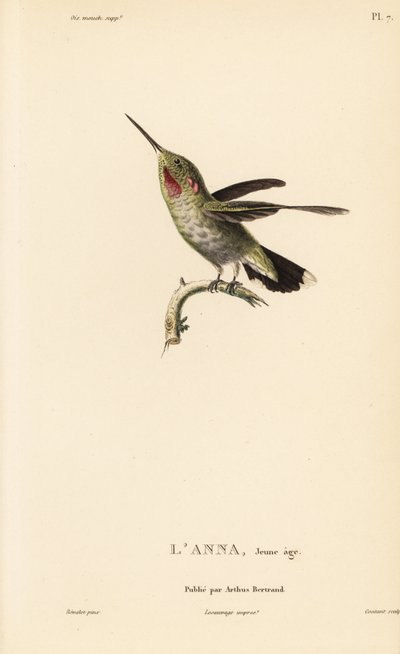 Koliber Anny, Calypte anna (Ornismya anna), młody osobnik. Ręcznie kolorowany staloryt autorstwa Coutanta na podstawie ilustracji Jeana-Gabriela Pretre