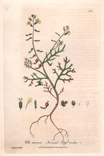 Vella roczna (Vella annua) - plansza botaniczna autorstwa Isaaca Russella, rytowana przez Charlesa Matthewsa, z "English Botanical Phenomenes" Williama Baxtera (1788-1871) autorstwa Unbekannter Künstler