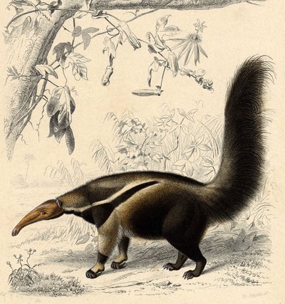 Mrówka Tamanor (Myrmecophaga jubata) autorstwa Unbekannter Künstler