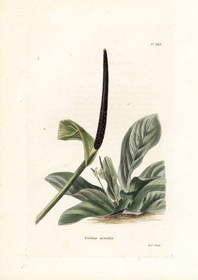 Anturium ptasie gniazdo lub kapusta anturium (Pothos acaulis) - litografia autorstwa George