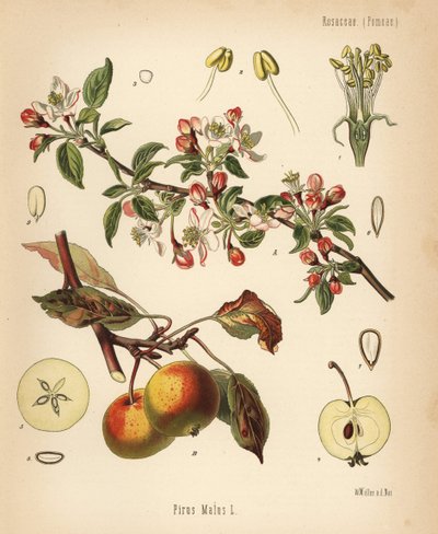 Jabłoń, Malus domestica (Pyrus malus). Chromolitografia według botanicznej ilustracji Walthera Mullera z książki Hermanna Adolpha Koehlera Rośliny lecznicze, pod redakcją Gustava Pabsta, Koehler, Niemcy. autorstwa Unbekannter Künstler