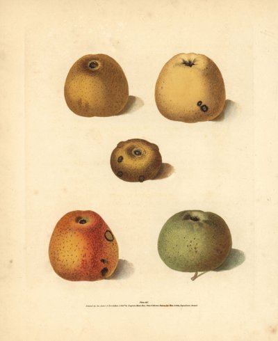 Odmiany jabłek, Malus domestica: Franklin