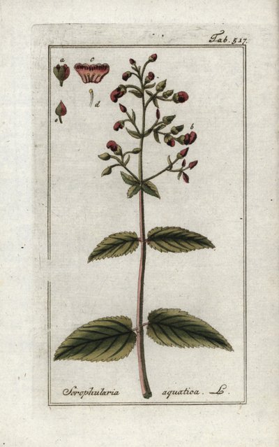 Skrofularia wodna (Scrophularia aquatica). Litografia z "Afbeelding der Artseny-Gewassen" Johannesa Zorna (1739-1799), Holandia autorstwa Unbekannter Künstler