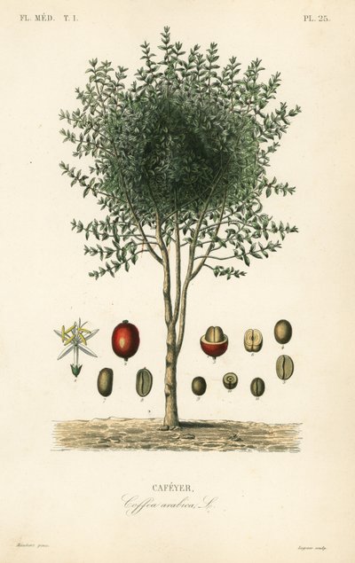 Kawa arabska, Coffea arabica, Cafeyer autorstwa Unbekannter Künstler
