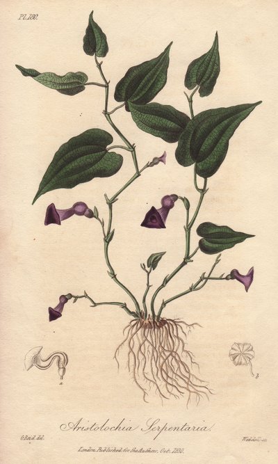 Aristoloche (Aristolochia serpentaria) - mocna woda autorstwa Williama Clarke