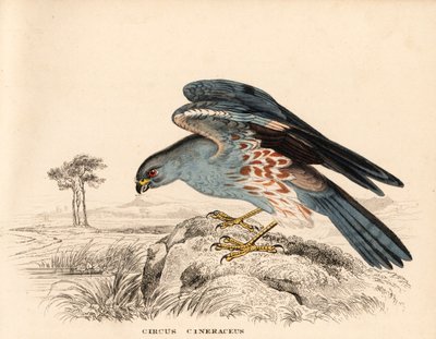 Błotniak popielaty, Circus cineraceus. Ręcznie kolorowany staloryt z Galerii Historii Naturalnej Georga Friedricha Treitschke, Naturhistorischer Bildersaal des Thierreiches, Lipsk autorstwa Unbekannter Künstler