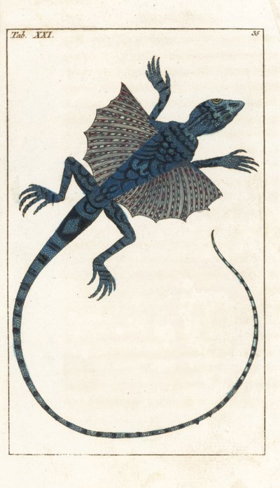 Asian Flying Lizard - Forte Water autorstwa Gottlieba Tobiasa Wilhelma (1758-1811), z Encyklopedii Historii Naturalnej: Płazy autorstwa Unbekannter Künstler