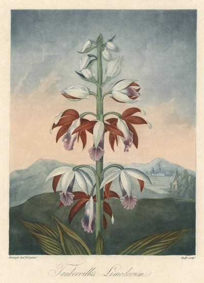 Azjatycka odmiana orchidei Eau forte, zaczerpnięta z The Temple of Flora, autorstwa dr Roberta Thorntona (1768-1837) autorstwa Unbekannter Künstler