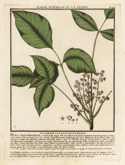 Dąb trujący, Toxicodendron pubescens. autorstwa Unbekannter Künstler