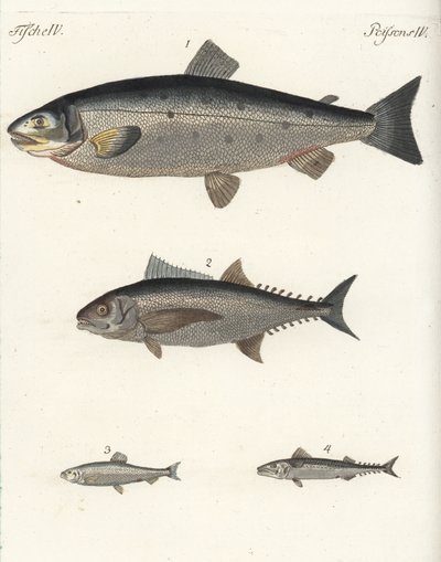 Łosoś atlantycki Salmo salar 1, tuńczyk Thunnus species 2, śledź atlantycki Clupea harengus 3 i makrela atlantycka Scomber scombrus 4. Ręcznie kolorowany miedzioryt z książki Friedricha Johanna Bertucha Bilderbuch fur Kinder (Picture Book for C autorstwa Unbekannter Künstler