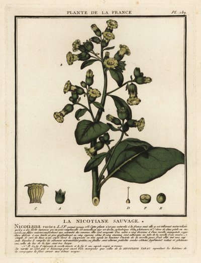 Tytoń Azteków, Nicotiana rustica. autorstwa Unbekannter Künstler