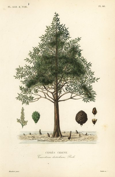 Cyprys łysy lub cyprys bagienny, Taxodium disticchum, Cypres chauve autorstwa Unbekannt