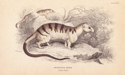 Kot cyweta palmowa, Hemigalus derbyanus (Hemigalea zebra). Zagrożony. Ręcznie kolorowany staloryt Lizarsa na podstawie ilustracji Charlesa Hamiltona Smitha z William Jardine