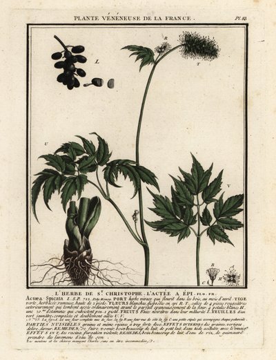 Baneberry, Actaea spicata. autorstwa Unbekannter Künstler