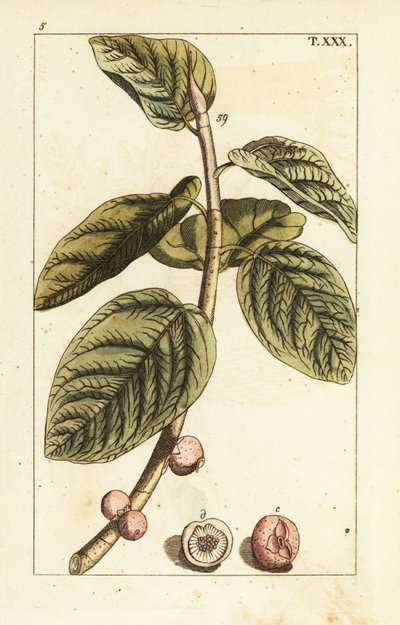 Banyan figa gałąź z owocami, Ficus benghalensis. autorstwa Unbekannter Künstler