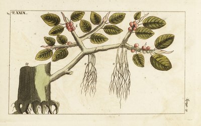 Banyan drzewo figowe z korzeniami powietrznymi, Ficus benghalensis. autorstwa Unbekannter Künstler
