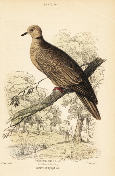 Gołąb berberyjski, Streptopelia risoria. 1889 (grawerowanie) autorstwa Unbekannter Künstler
