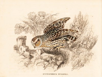 Sowa gołoszyja, Margarobyas lawrencii (sowa nocna nagoskrzelna, Scotophilus nudipes). Ręcznie kolorowany staloryt z Galerii Historii Naturalnej Georga Friedricha Treitschke, Naturhistorischer Bildersaal des Thierreiches, Liepzig. autorstwa Unbekannter Künstler