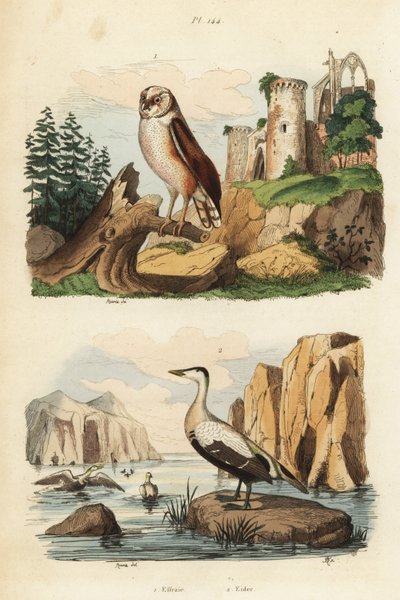 Płomykówka, Tyto alba, kaczka edredonowa, Somateria mollissima autorstwa Unbekannt