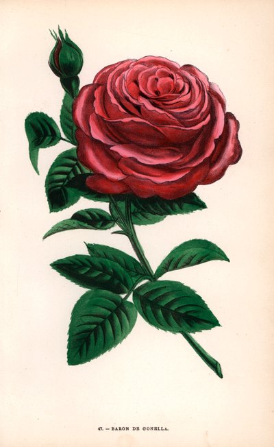 Róża Baron de Gonella, odmiana róży Ile-Bourbon, wyhodowana przez Monsieur Guillot Sr. w Lyonie w 1859 roku. Chromolitografia narysowana i litografowana według natury przez F. Grobona na podstawie "Les Roses" Hippolyte