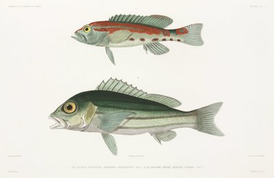 Barred serrano labraks i niebiesko-złoty lucjan autorstwa Unbekannter Künstler