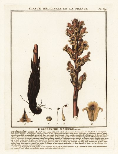 Miotła słomiana; Orobanche caryophyllacea. autorstwa Unbekannter Künstler
