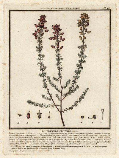 Wrzos dzwonkowy, Erica cinerea. autorstwa Unbekannter Künstler