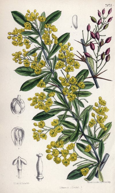 Berberis lycium, krzew berberysu o żółtych kwiatach z zachodnich Himalajów. Rysunek Matildy Smith (1854-1926), litografia E. Batesa w Curtis Botanical Magazine, autorstwa Josepha Daltona Hookera, opublikowanym w Londynie, Anglia, przez L. Reeve and Co. autorstwa Unbekannter Künstler
