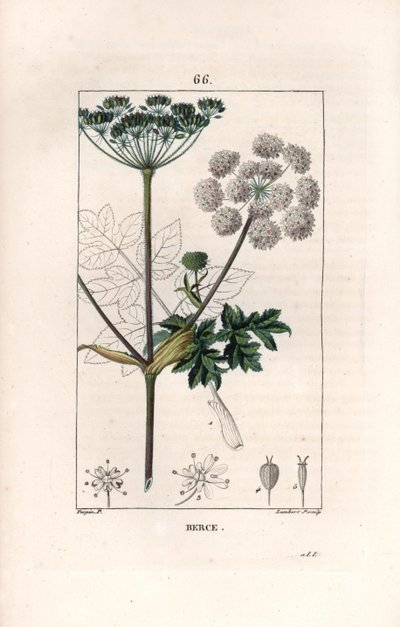 Berce ou charavie - Engraving by Lambert fils, after the drawing by Pierre Jean Francois Turpin (1775-1840), from La flore medicale, de Chaumeton, Poiret et Chamberet, Paris 1830 - Common hogweed or cow parsnip, Heracleum sphondylium - Engraving by Lambert autorstwa Unbekannter Künstler