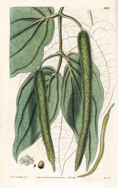 Betel - Pieprz betelowy, Piper betle. Ręcznie kolorowany miedzioryt wykonany przez Swana na podstawie ilustracji ks. L. Gouldinga z "Botanical Magazine" Samuela Curtisa w Londynie. autorstwa Unbekannter Künstler