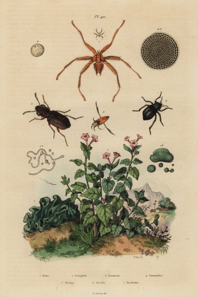 chrząszcz wielkooki, Notiophilus biguttatus, pływak wsteczny, gatunki Nononecta, skamielina nummulitowa, chrząszcz ciemniak, gatunki Nyctelia, mucha nietoperzowa, gatunki Nycteribia autorstwa Unbekannt