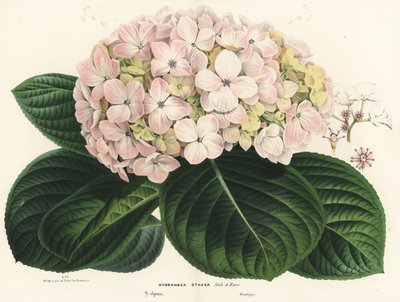 Hortensja wielkolistna, Hydrangea macrophylla (Hydrangea otaksa). Ręcznie kolorowana litografia z dzieła Louisa van Houtte