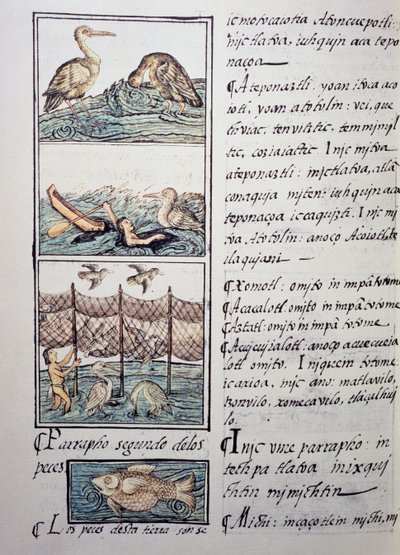 Polowanie na ptaki na jeziorze, strona z Kodeksu florenckiego, wersja dwujęzyczna po hiszpańsku i nahuatl, Ogólna historia rzeczy w Nowej Hiszpanii, autorstwa hiszpańskiego misjonarza Fray Bernardino de Sahagun (1499-1590). Cywilizacja Azteków autorstwa Benjamin Baud
