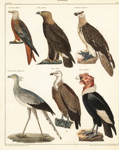 Ptaki drapieżne.,1841 (litografia) autorstwa Unbekannter Künstler