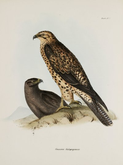 Ptaki drapieżne, Wyspy Galapagos, ok. 1832-1836 autorstwa Unbekannt
