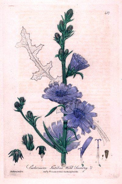 Cykoria gorzka (Cichorium intybus) Płyta botaniczna z "British Phaenogamous Botany" autorstwa Williama Baxtera i Charlesa Mathewsa z 1841 r. autorstwa Unbekannter Künstler