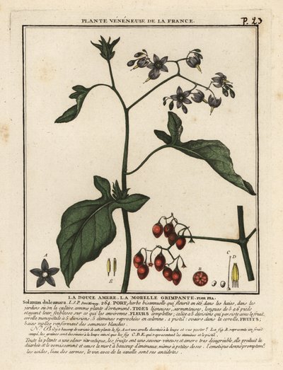 Słodko-gorzka wilcza jagoda, Solanum dulcamara. autorstwa Unbekannter Künstler