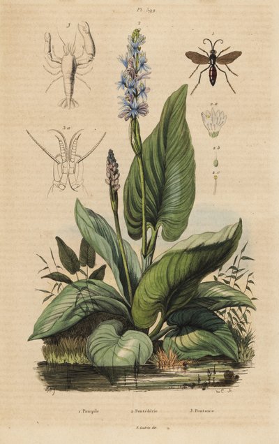 Osa pająkowata, Anoplius viaticus 1, ziele pospolite, Pontederia cordata 2 i krewetka stróżująca, Anchistus custos 3 autorstwa Unbekannt