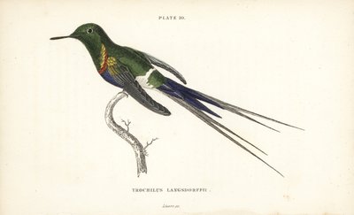 Kolczatka czarnobrzucha, Discosura langsdorffi (Langsdorff