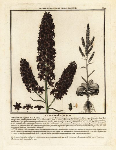 Czarny fałszywy ciemiernik, Veratrum nigrum. autorstwa Unbekannter Künstler